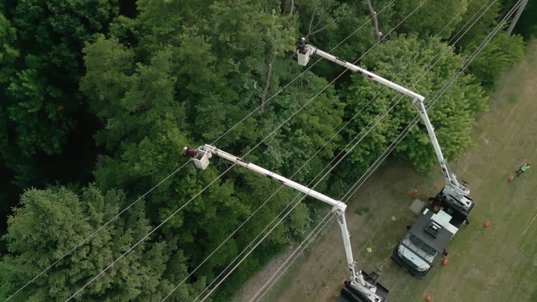 How Our Tree Care Process Works  in Red Springs, NC